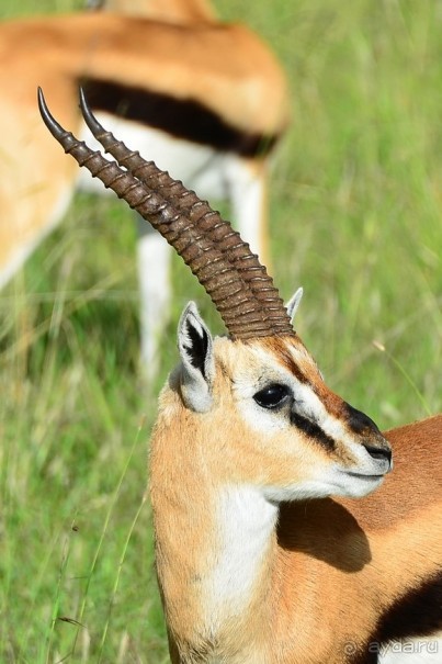 Масаи-Мара в мае