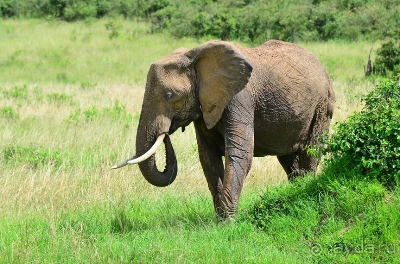 Масаи-Мара в мае