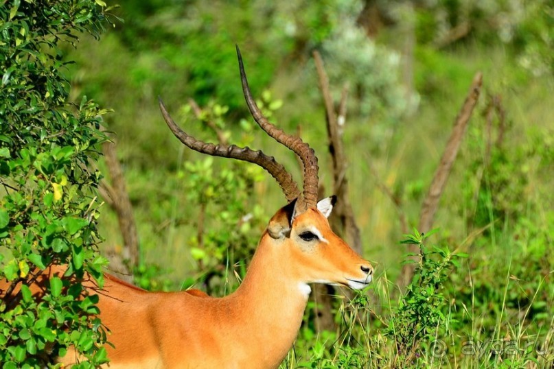 Масаи-Мара в мае