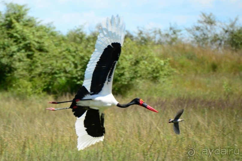 Масаи-Мара в мае