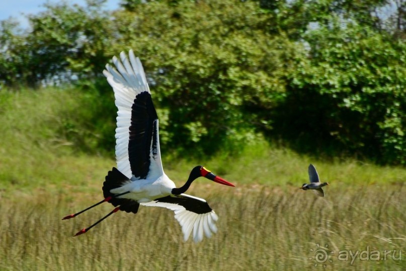 Масаи-Мара в мае