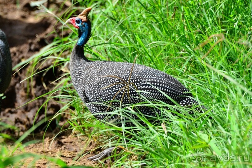 Масаи-Мара в мае