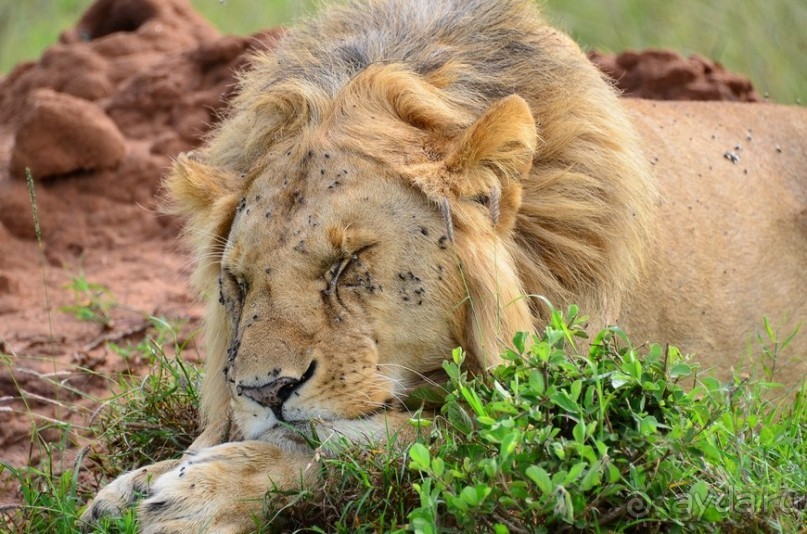 Масаи-Мара в мае