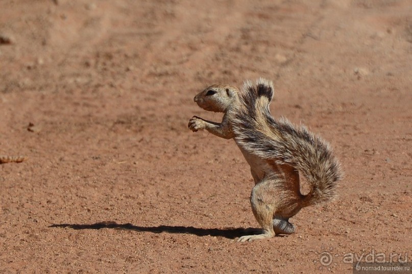 Африканский калейдоскоп. Часть 8