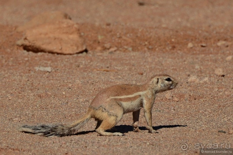 Африканский калейдоскоп. Часть 8