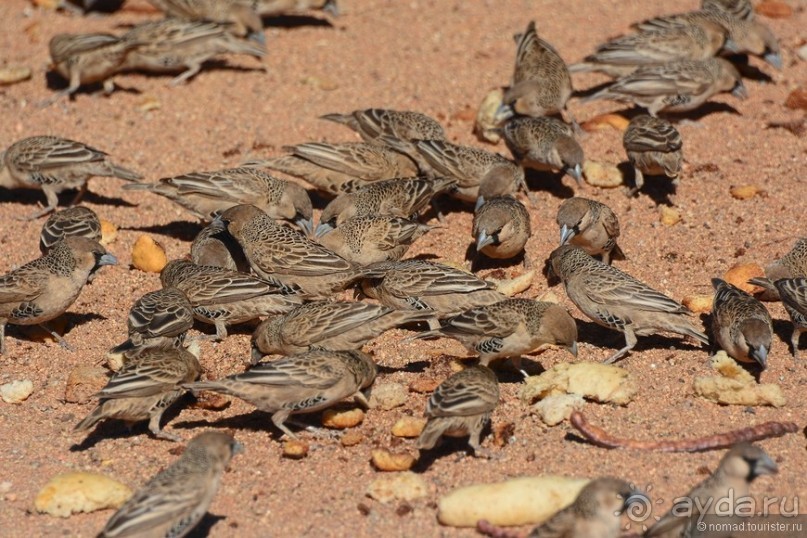 Африканский калейдоскоп. Часть 8