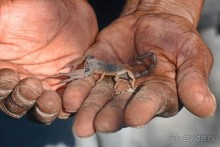 Африканский калейдоскоп. Часть 5