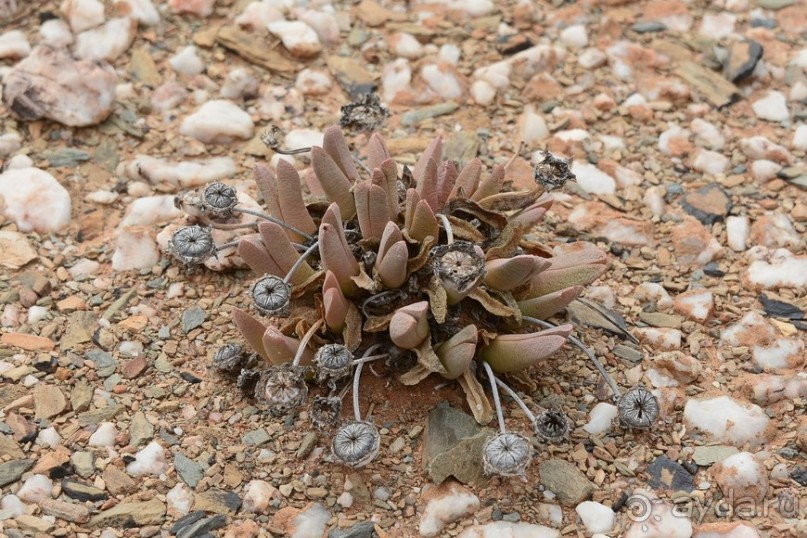 Африканский калейдоскоп. Часть 5