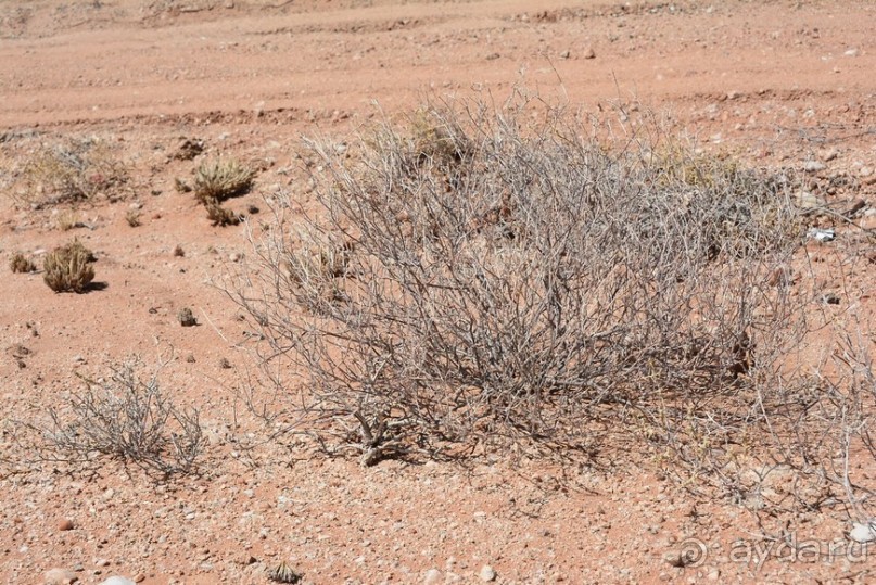 Африканский калейдоскоп. Часть 5