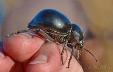 Африканский калейдоскоп. Часть 5