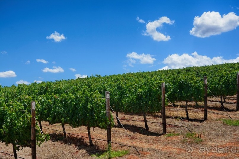 Африканский калейдоскоп. Часть 5