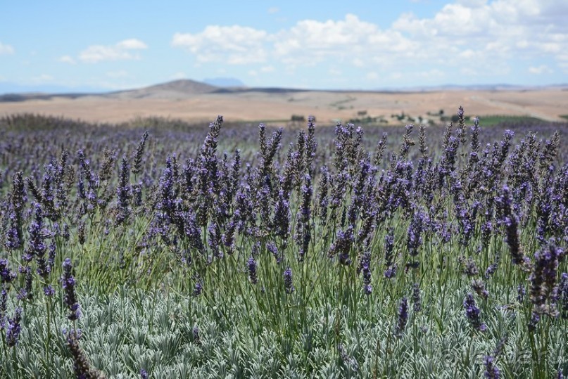 Африканский калейдоскоп. Часть 5