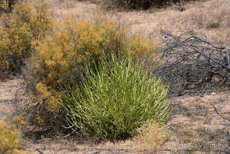 Африканский калейдоскоп. Часть 5