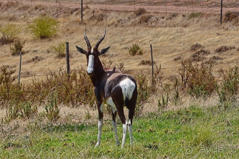 Африканский калейдоскоп. Часть 5