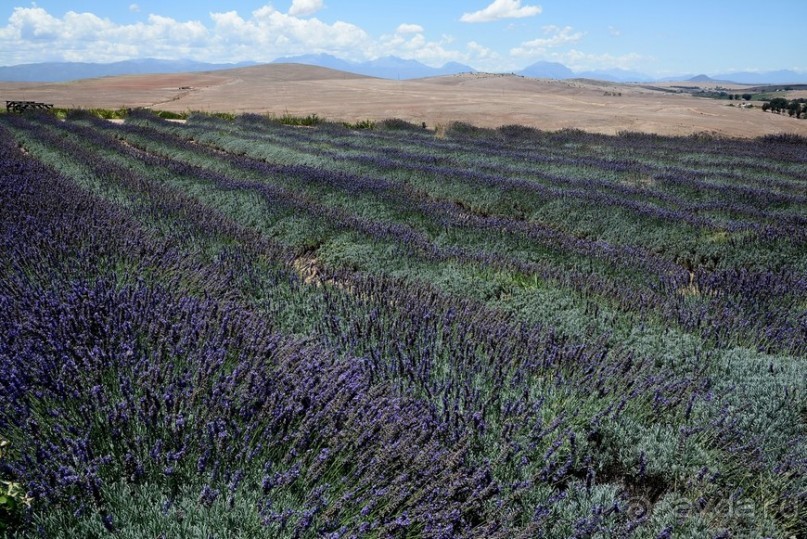 Африканский калейдоскоп. Часть 5