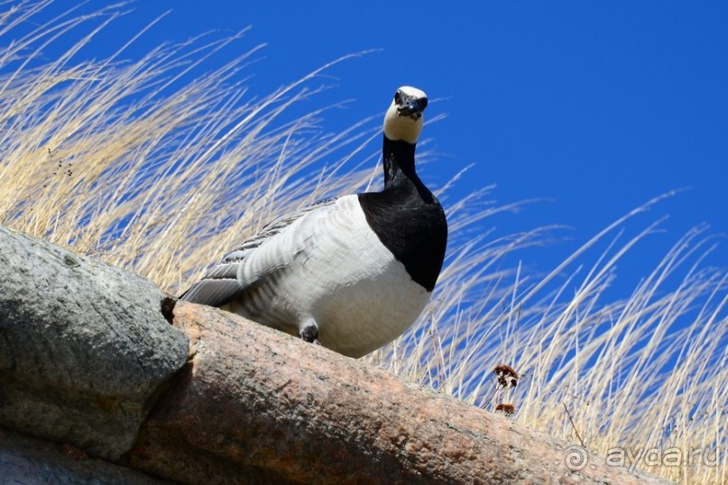 Скандинавские сказки. Суоменлинна