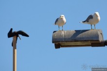 Скандинавские сказки. Суоменлинна
