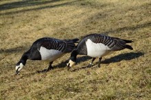 Скандинавские сказки. Суоменлинна