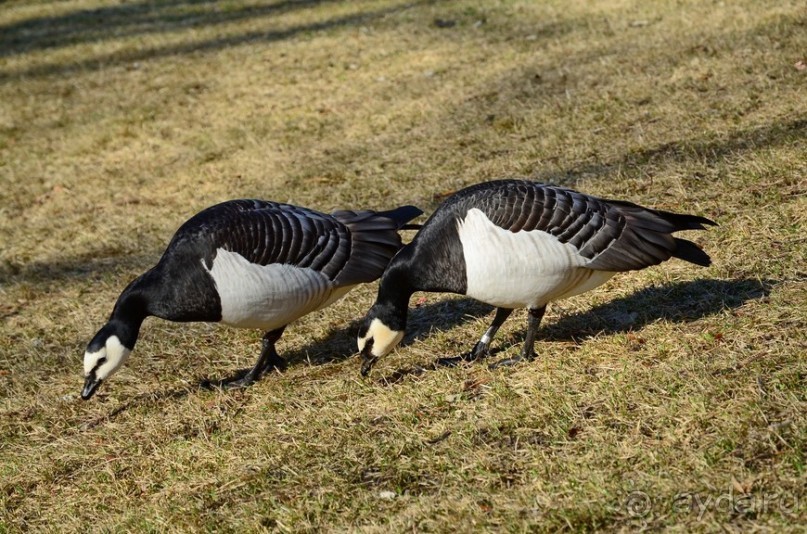 Скандинавские сказки. Суоменлинна