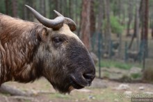 Затерянные Гималаи, Непал-Бутан. Часть 9