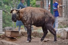 Затерянные Гималаи, Непал-Бутан. Часть 9