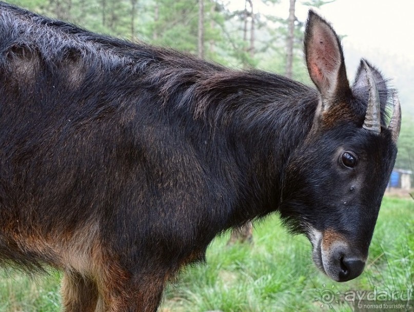 Затерянные Гималаи, Непал-Бутан. Часть 9