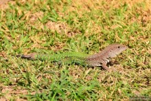 Американские горки (декабрь 2012-январь 2013) Часть 1