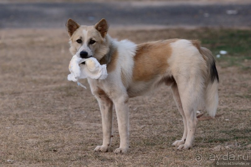 Азиатский квест, или поди туда, не знаю куда. Часть 2 Азиатский квест, или поди туда, не знаю куда. Часть 2