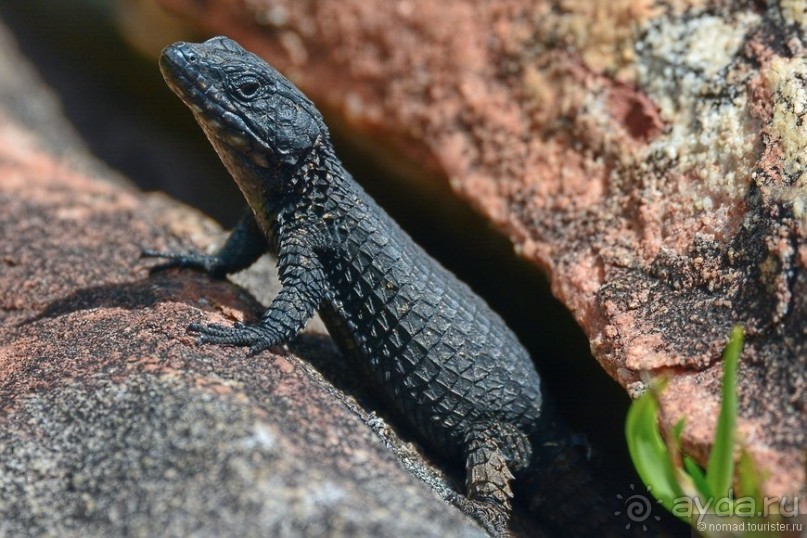 Кирстенбошские чудеса