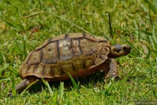 Кирстенбошские чудеса