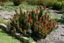 Кирстенбошские чудеса