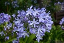 Кирстенбошские чудеса