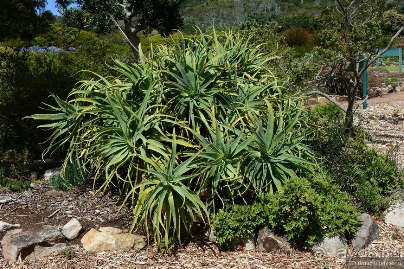 Кирстенбошские чудеса