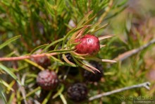 Кирстенбошские чудеса