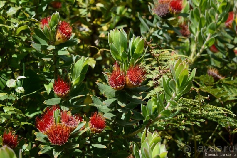 Кирстенбошские чудеса