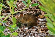 Кирстенбошские чудеса