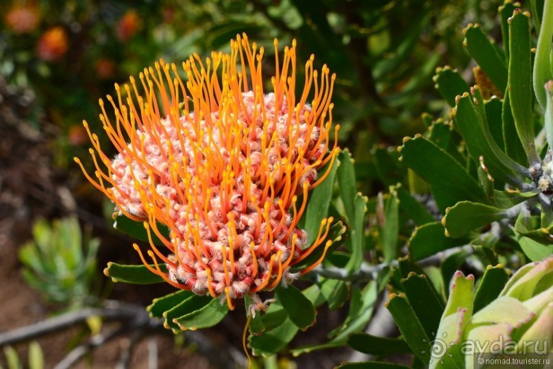 Кирстенбошские чудеса