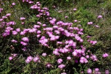 Кирстенбошские чудеса