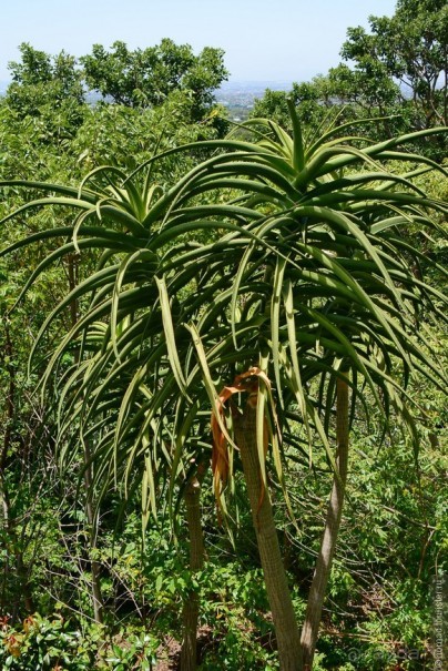 Кирстенбошские чудеса