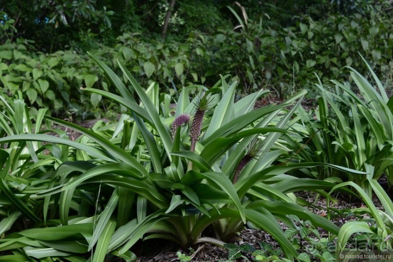 Кирстенбошские чудеса
