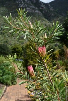 Кирстенбошские чудеса