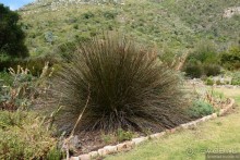 Кирстенбошские чудеса