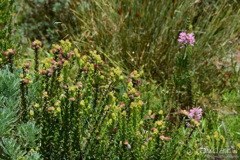 Кирстенбошские чудеса