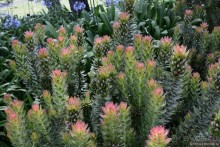 Кирстенбошские чудеса