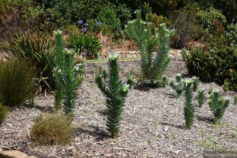 Кирстенбошские чудеса