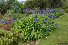 Кирстенбошские чудеса