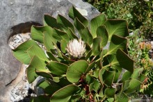 Кирстенбошские чудеса