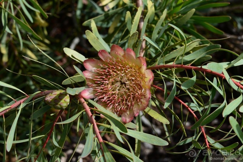 Кирстенбошские чудеса