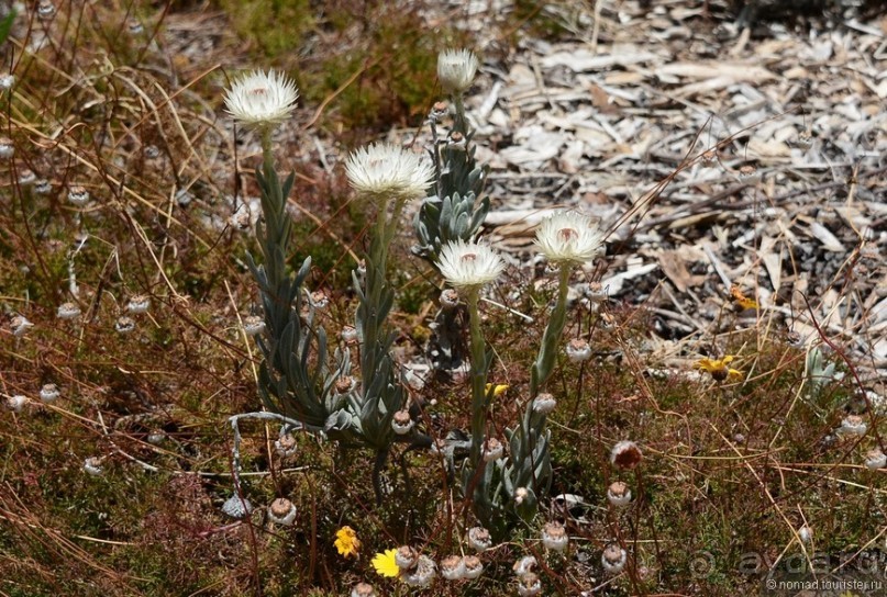 Кирстенбошские чудеса