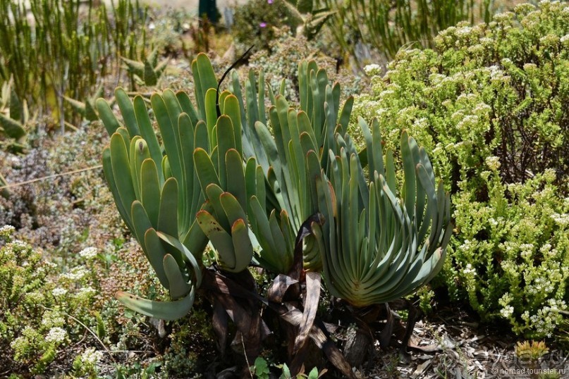 Кирстенбошские чудеса